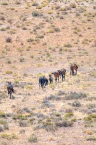 wild horses on track