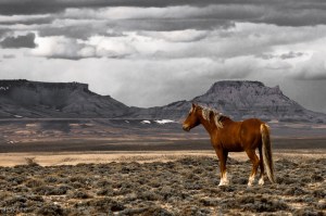 _Wild_Horse_Photo_LEE5812